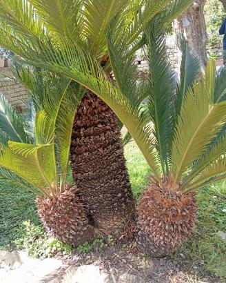 Cycas