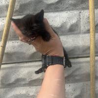 Gattini piccoli neri )