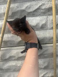Gattini piccoli neri )