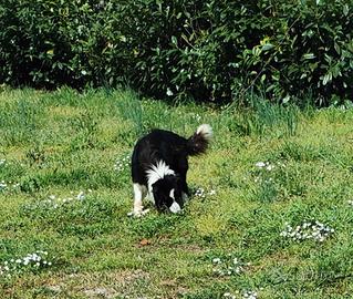 Border collie