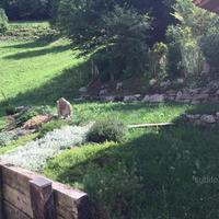 Lizzola appartamento