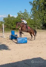 Cavallo da salto