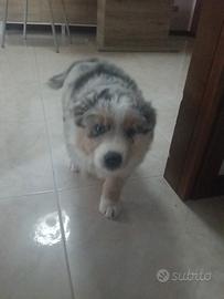Cucciola pastore australiano
