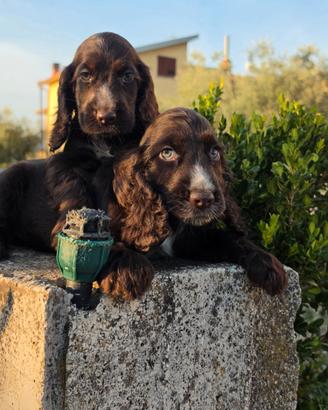 Cocker spaniel inglese