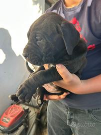 Cuccioli di cane corso