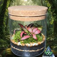 Terrarium by Sterrarium 🦋 