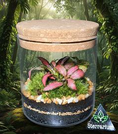 Terrarium by Sterrarium 🦋 