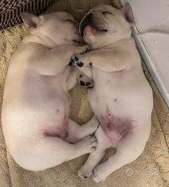 Franch bulldog dal 25/11