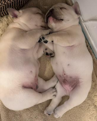 Franch bulldog dal 25/11