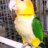 Pappagallo Caicco testa gialla