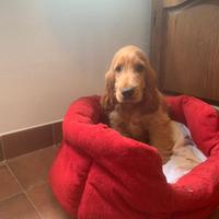 Cuccioli cocker spaniel inglese