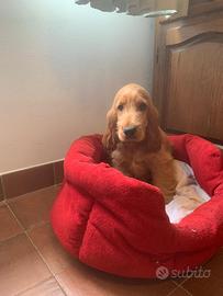 Cuccioli cocker spaniel inglese