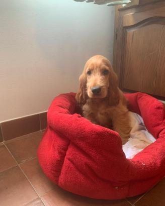 Cuccioli cocker spaniel inglese