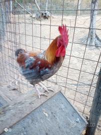 Galli Marans