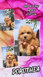 Dorothea, cucciola di maltipoo