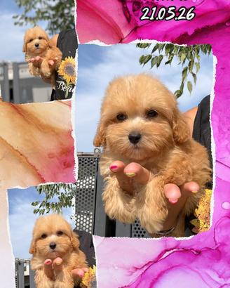 Dorothea, cucciola di maltipoo