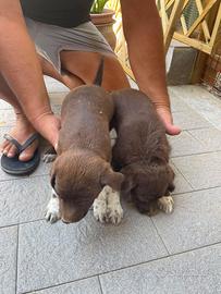 Cuccioli di lagotto breton
