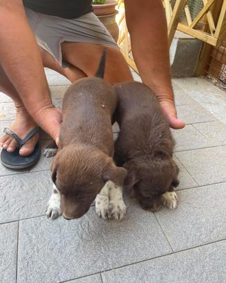 Cuccioli di lagotto breton