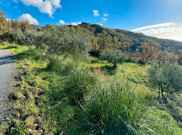 Terreno agricolo