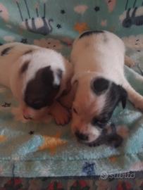 Cuccioli di Jack russell