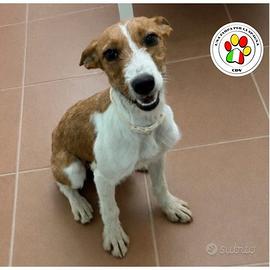 CANNELLA giovanissima Podenco