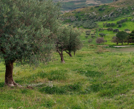 Terreno agricolo