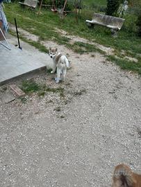 Akita Inu