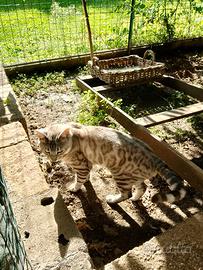 Gatti del Bengala da riproduzione