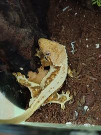 Geco ciliatus