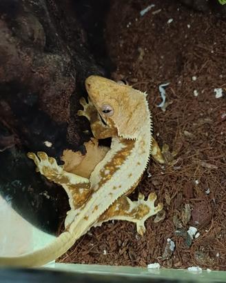 Geco ciliatus