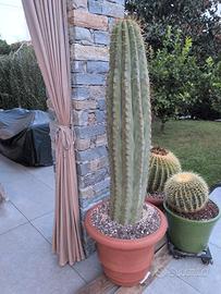 Trichocereus Terzsteckii Cactus Grande