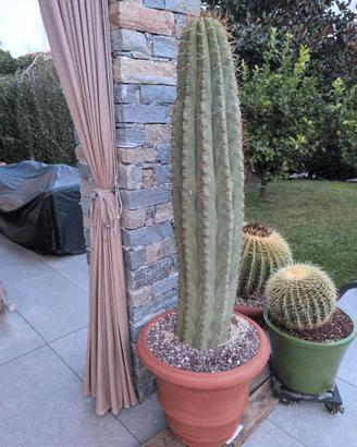 Trichocereus Terzsteckii Cactus Grande