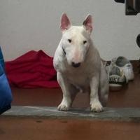 Bull terrier miniature