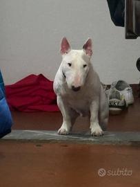 Bull terrier miniature