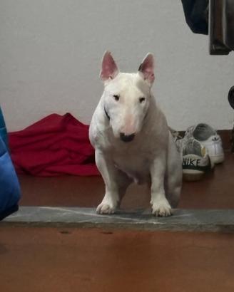 Bull terrier miniature