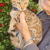 Meravigliosi maschietti bengala