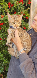 Meravigliosi maschietti bengala