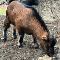 Capretto tibetano castrato