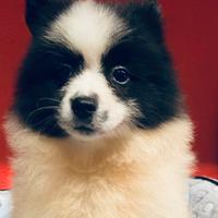 Spitz spitz ( allevamento e negozio)