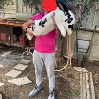 Conigli giganti delle Fiandre e papillon