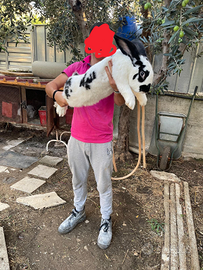 Conigli giganti delle Fiandre e papillon