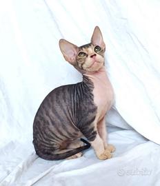 Gattini don sphynx 3 mesi circa