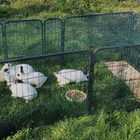 Conigli Nani Testa di Leone Domestici