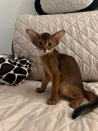 Gatti Abissini