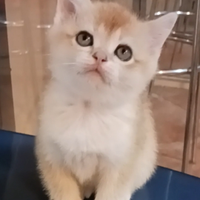 British Shorthair Golden