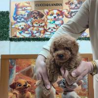 Barboncino mini toy albicocca 3F 2M anche a rate