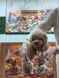 Barboncino mini toy albicocca 3F 2M anche a rate