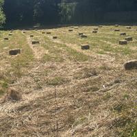 Fieno di erba medica mista