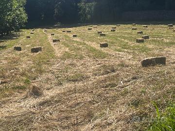 Fieno di erba medica mista