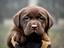 Immagine 10